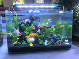 水族~水草缸~水族型