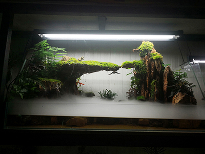 水族~水陆缸~白光型