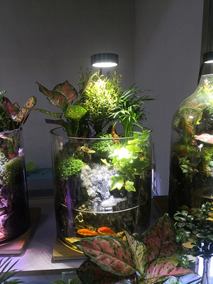 水族~生态瓶~水陆型